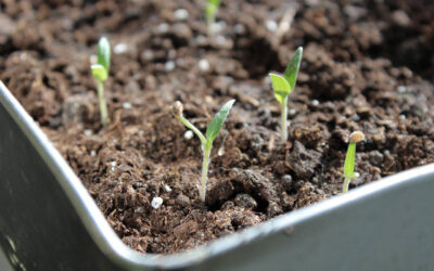 March Newsletter 2025